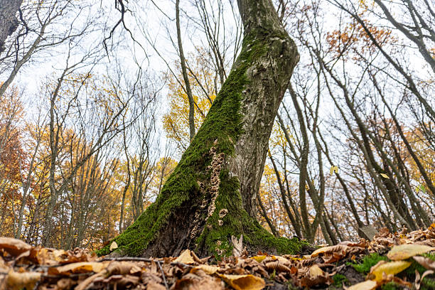 istock Majestic tree trunk covered in moss with fallen leaves in a serene autumn forest on a cloudy day 2245188760
