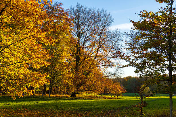 Cologne, November 2025: Autumn Landscape at Decksteiner Weiher, a public park in the south of Cologne