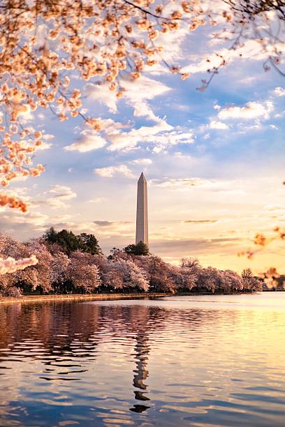 istock Tidal Basin and Washington Monument during cherry blossom season 2245190359