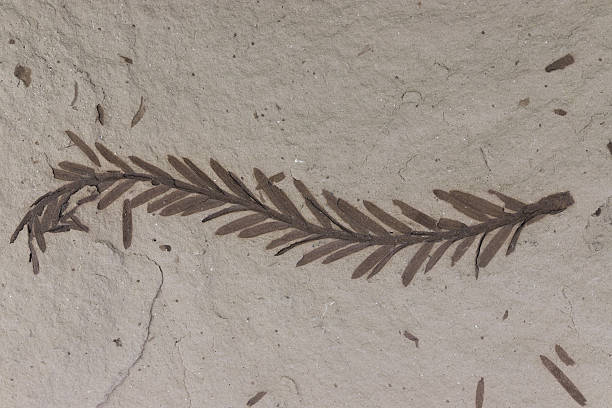 istock Mammoth Tree twig fossil from Beaverhead County, Montana, USA 2245190375