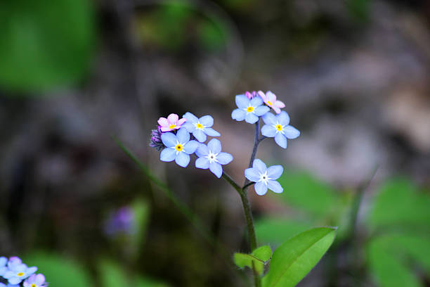 istock Woodland forget-me-not flowers 2245190919