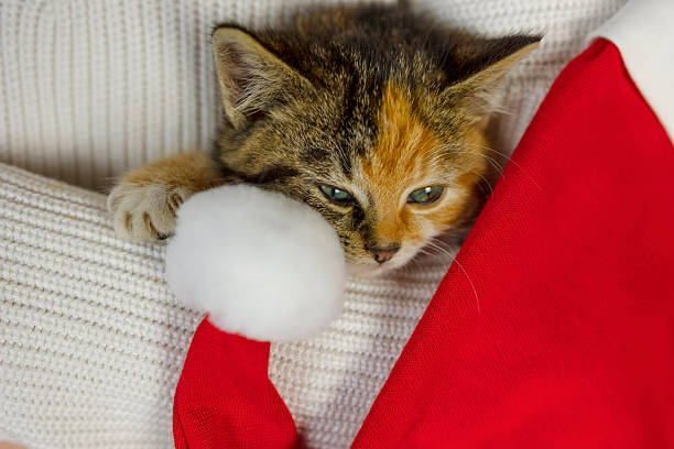 A small beautiful kitten sleeps in his arms next to a red Santa hat. Christmas card, colorful kitten, red hat with white boombon, kitten snuggled up in arms, white background