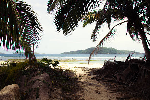 A peaceful view of La Digue beach framed by palm leaves, sand, and turquoise waters under a bright tropical sky.