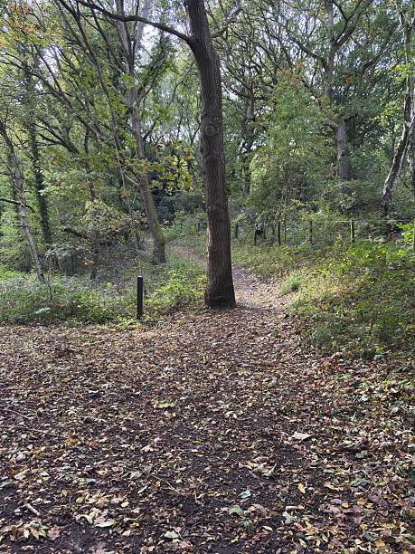 istock A peaceful woodland trail winds through tall trees and fallen leaves. Soft light filters through the canopy, creating a calm and earthy atmosphere perfect for a nature walk or quiet forest escape. 2245193028