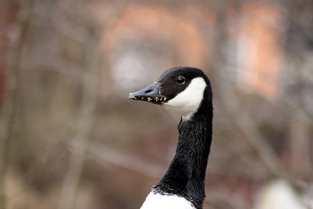 Portrait of a Canada goose
