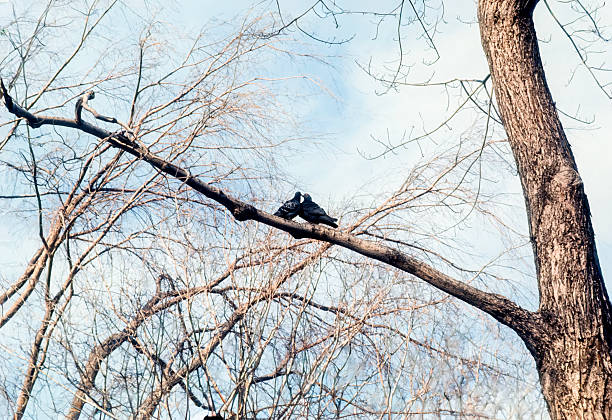A pair of pigeons kissing each other on a tree branch in spring with cloudy sky