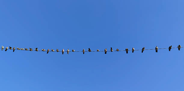 istock Flock of birds. Pigeons Perched on a Wire Against a Clear Blue Sky. 2245196974