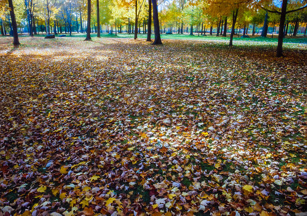 Autumn landscape with a ground covered in fallen leaves of different colors