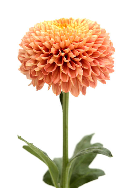 istock Copper colored pompom chrysanthemum single flower 2245198317