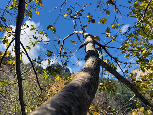 Autumn tree branch against blue sky with clouds in forest.