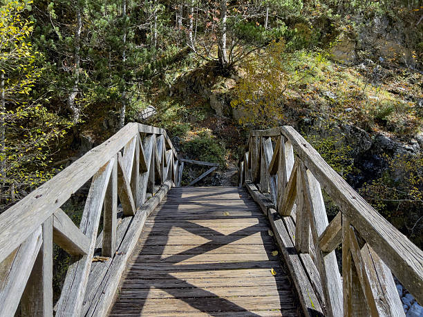 Wooden bridge in serene forest during autumn daytime with sunlight and shadows.