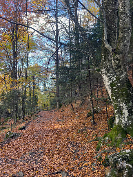 istock Serene autumn forest pathway with fallen leaves and vibrant foliage 2245198882