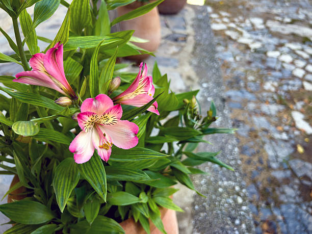 Vibrant pink alstroemeria flowers in a garden setting.