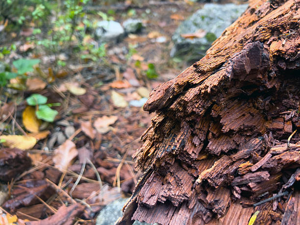 Close-up of weathered tree bark in forest setting.