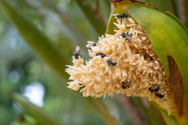 Bees, beautiful bees pollinating a palm tree in a forest in Brazil, selective focus.
