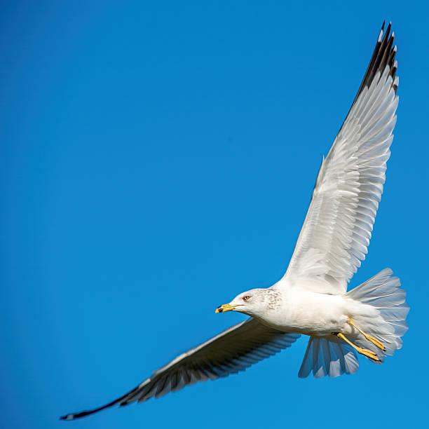 istock Seagull in flight over Fort Anahuac Park 2245199287