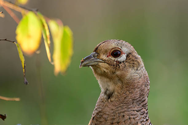 Female common pheasant Phasianus colchicus in the wild. The head of a female pheasant on a beautiful background. Close up.