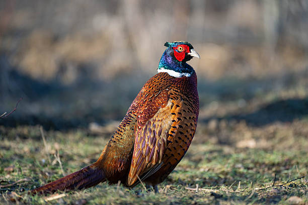 istock Ringneck Pheasant, Phasianus colchicus in the habitat 2245199410