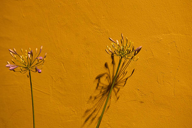 Moments from a solo roadtrip in California. Lifestyle photographs