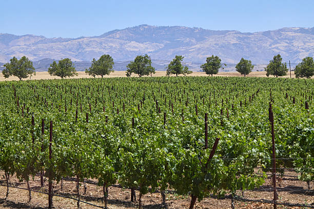 istock Vineyard with rows of grapevines, trees lining horizon, mountain range in back, dry summer, California wine region 2245199454