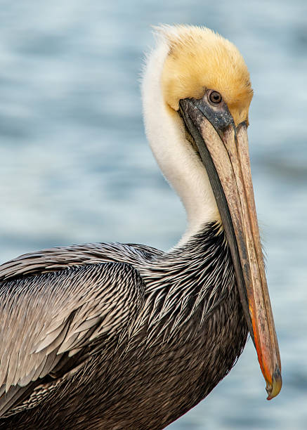 istock A close-up of a Brown Pelican 2245200244