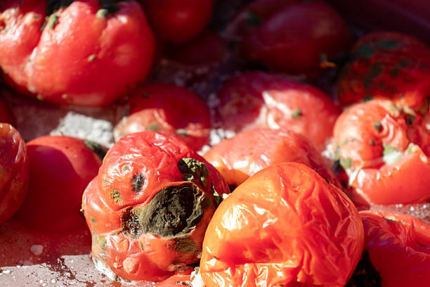 istock Damaged, rotten tomatoes, close-up. Macro 2245200662