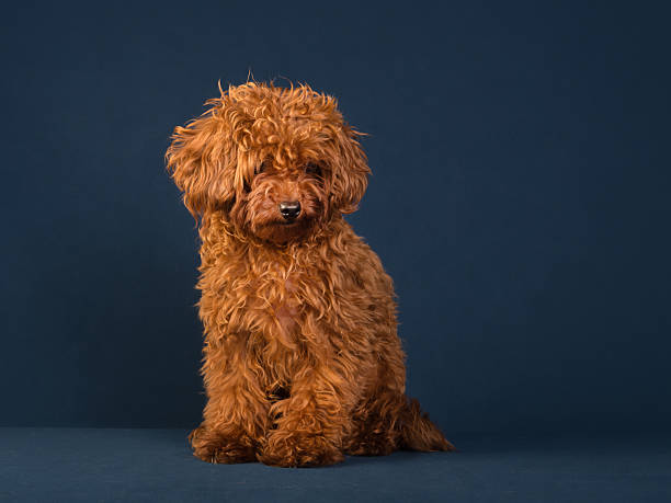 istock Cute adorable curly maltipoo puppiy on isolated background 2245201981