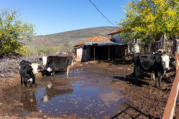 istock Cow farm, cows in their pens, close-up. Livestock 2245202000