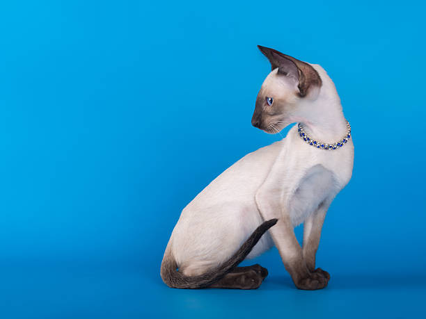 istock Funny lovely white pointed siamese kitten on blue isolated background 2245202618