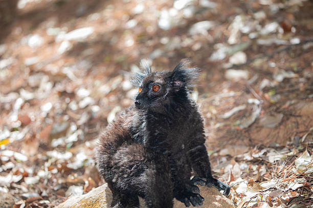 family Black lemur, Eulemur macaco, sits by a tree trunk. Little cute funny black animal with orange eyes