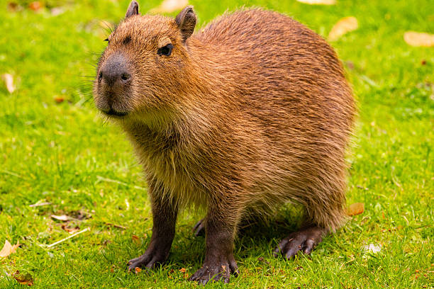 istock Capybara standing on green grass, showcasing its unique features and natural habitat environment 2245204287