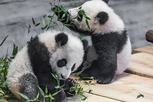 istock Giant panda,6 months old. two little cute pandas playing with each other 2245204606