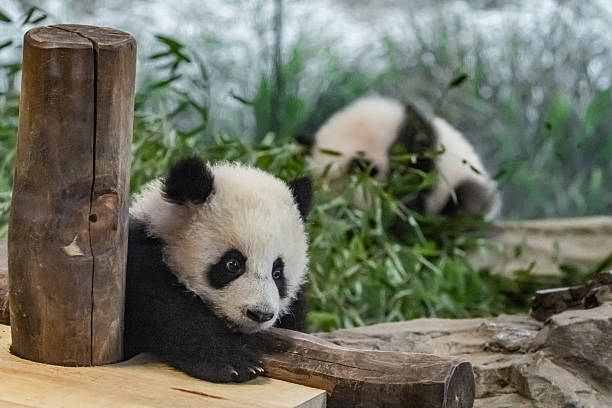istock Giant panda,6 months old. two little cute pandas playing with each other 2245204624
