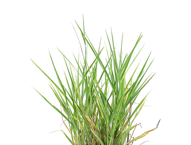 istock A lush green natural grass clump isolated on a white background. 2245204733