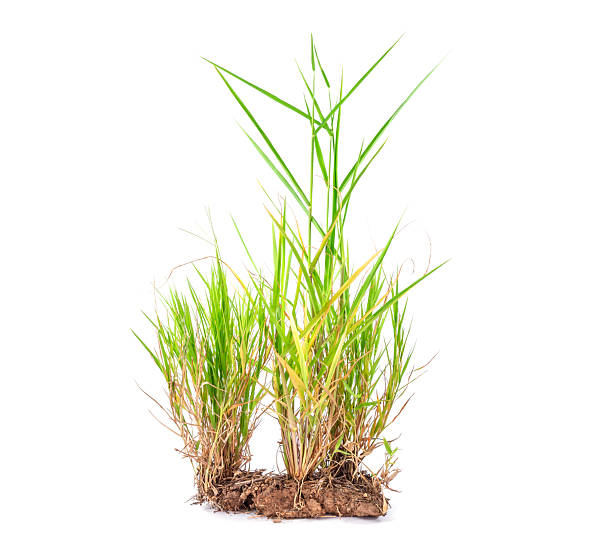 istock Natural green grass or weeds isolated on white background. 2245204750