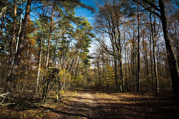 Observation tower on a forest road, autumn.