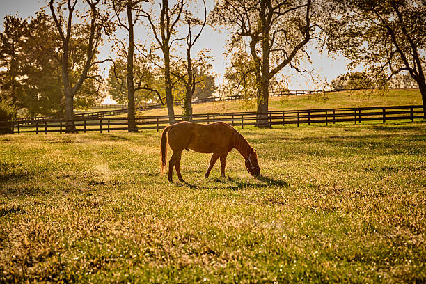 istock Single thoroughbred horse grazing in the morning sun. 2245205826