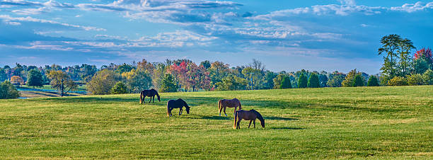 istock Group of thoroughbred horses grazing with colorful fall trees. 2245205827