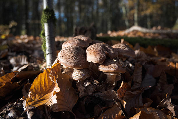 A cluster of mushrooms in the forest.