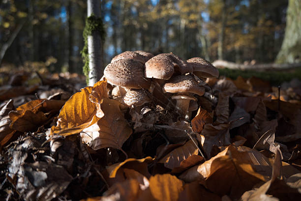 istock A cluster of mushrooms in the forest. 2245205908