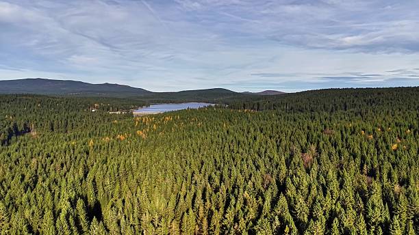 istock Drone captures lush green forest with serene water background 2245206054