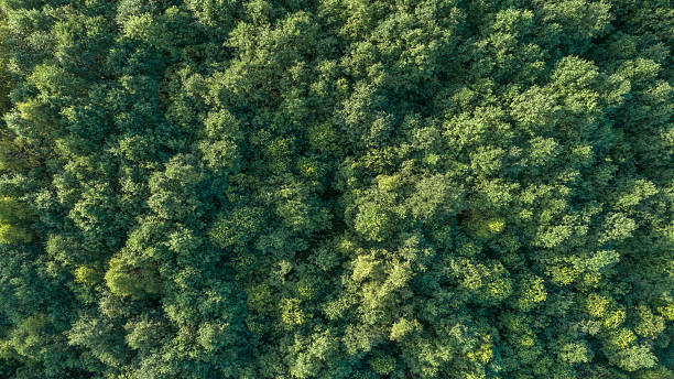 istock Lush green forest with trees of various sizesLush green forest with trees of different sizes aerial view from drone as background. Concept of calm and 2245206328