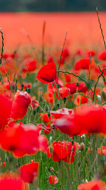 Vibrant Poppy Field Portrait in Full Bloom