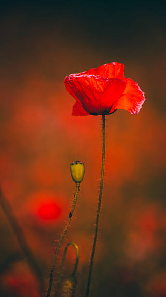 Single Poppy in Bloom – Vibrant Portrait with Soft Background