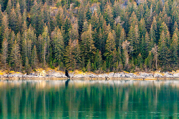 Evergreen trees along the coastline in Glacier Bay National Park, Alaska