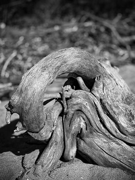 istock Curled, Weathered Driftwood on Sandy Beach 2245210267
