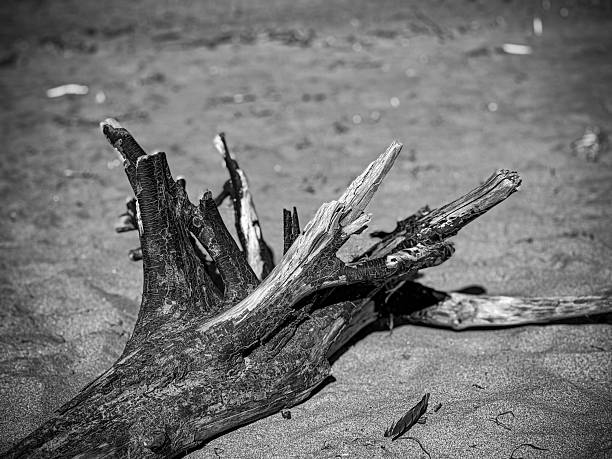 Monochrome close-up of driftwood lying on a sandy beach. Emphasizes texture, contrast, and form in a natural coastal environment.