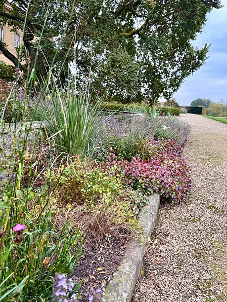 istock A peaceful garden path bordered by lavender and small purple blossoms. Grassy plants and colourful leaves add texture, while a large oak tree shades the walkway under a soft, calm sky. 2245210666