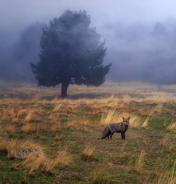 winter is harsh for finding food, this fox pauses to look around before considering its next move.