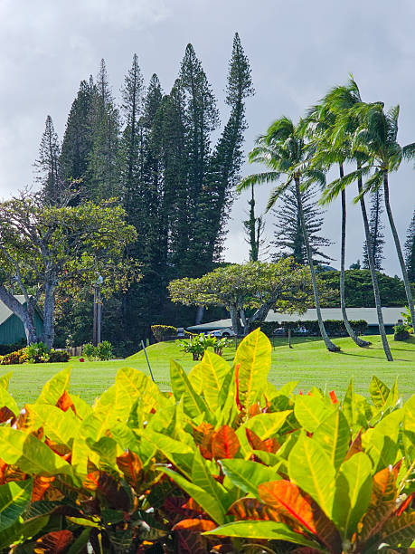 istock Pines and Palms in the Hawaiian Breeze 2245212078